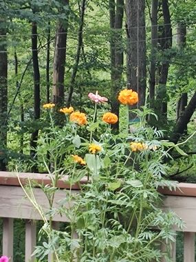 Organic Heirloom Orange/ Yellow Mix Marigold Seeds - Home Accents
